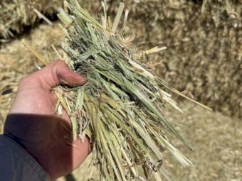 200mt Oaten and Vetch Hay 690kg 8x4x3 Bales (New Season) Delivered Bega NSW
