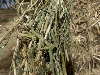 200mt Oaten and Vetch Hay 690kg 8x4x3 Bales (New Season) Delivered Bega NSW