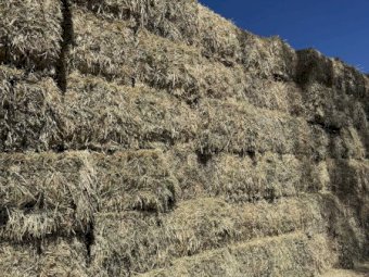 200mt Oaten and Vetch Hay 690kg 8x4x3 Bales (New Season) Delivered Bega NSW