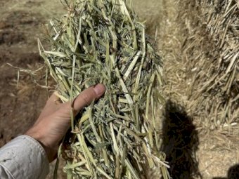 200mt Oaten and Vetch Hay 690kg 8x4x3 Bales (New Season) Delivered Bega NSW