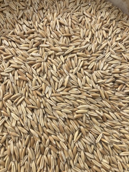 40 m/t Milling Oats