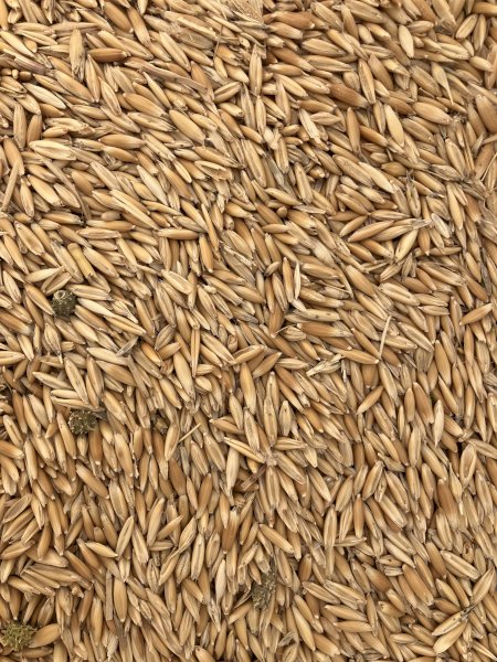 20 m/t Feed Oats