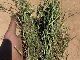 500mt Vetch Hay 700kg 8x4x3 Bales (New Season