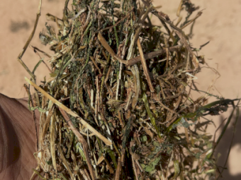 500mt Vetch Hay 700kg 8x4x3 Bales (New Season