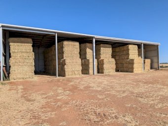 325mt Barley Hay 650-700kg 8x4x3 Bales (New Season)