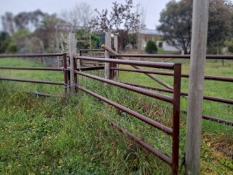 6 X Cattle/Sheep Panels - NO GST