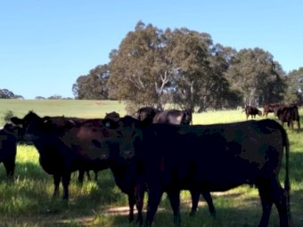 Angus Cows and Calves at Foot x 57