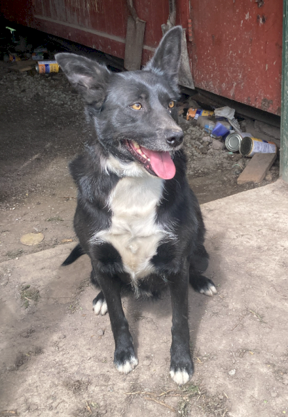 Border Collie x Kelpie