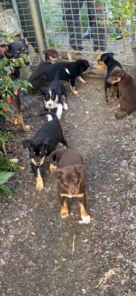 Kelpie Cross Puppies