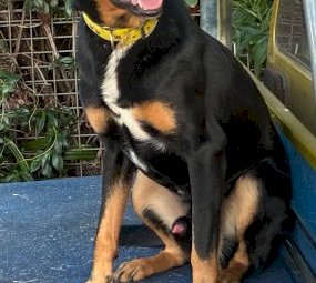 Kelpie Cross Puppies