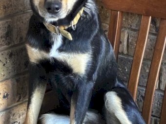 Kelpie Cross Puppies