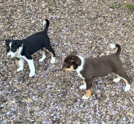 Kelpie Cross Puppies