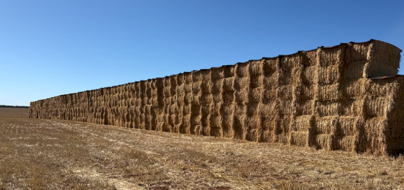 300mt Barley Hay 650kg 8x4x3 Bales (New Season)