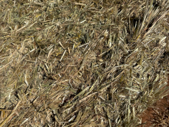 300mt Barley Hay 650kg 8x4x3 Bales (New Season)