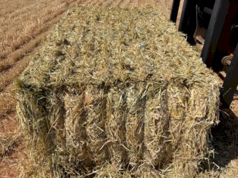 300mt Barley Hay 650kg 8x4x3 Bales (New Season)