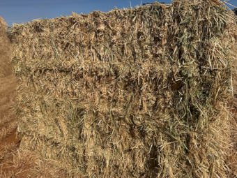 300mt Barley Hay 650kg 8x4x3 Bales (New Season)