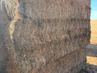 250mt Vetch Hay 700kg 8x4x3 Bales (New Season)
