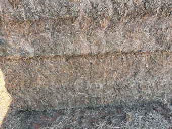 250mt Vetch Hay 700kg 8x4x3 Bales (New Season)