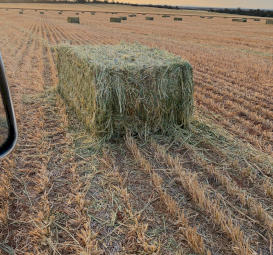 680mt Oaten Hay 680kg 8x4x3 Bales (New Season)