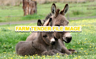 WANTED Donkey