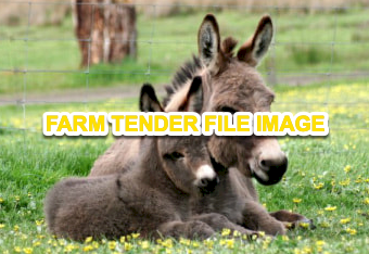 WANTED Donkey