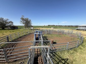 Portable Cattle Yards