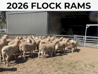 Poll Dorset Flock Rams
