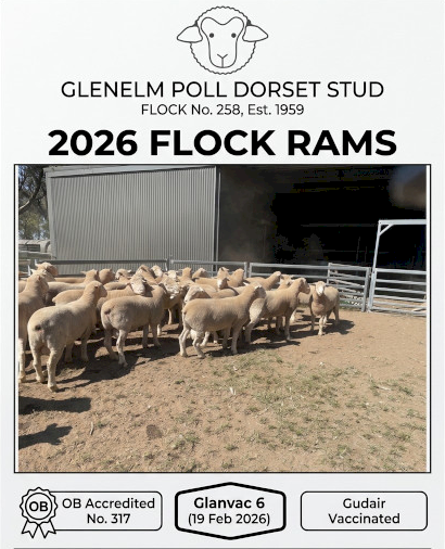 3 Poll Dorset Rams