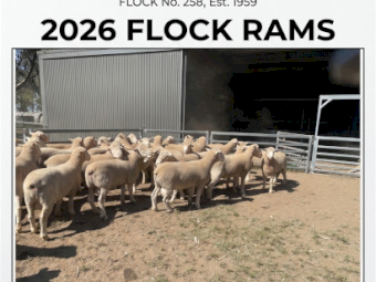 3 Poll Dorset Rams