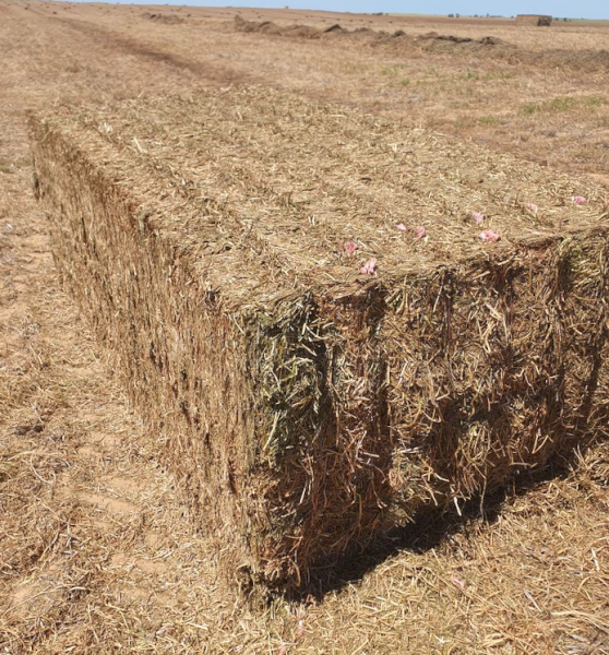 EOI 500mt Vetch Hay 550kg 8x4x3 Bales (New Season)