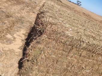 EOI 500mt Vetch Hay 550kg 8x4x3 Bales (New Season)