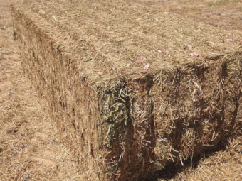 EOI 500mt Vetch Hay 550kg 8x4x3 Bales (New Season)