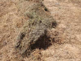 EOI 500mt Vetch Hay 550kg 8x4x3 Bales (New Season)