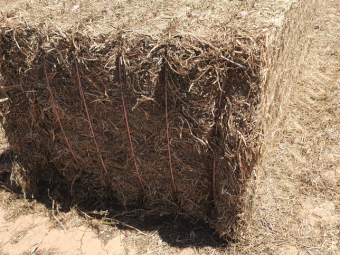 EOI 500mt Vetch Hay 550kg 8x4x3 Bales (New Season)