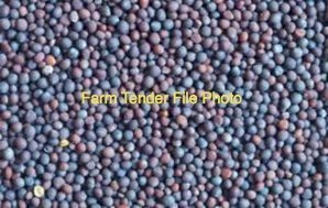 WANTED 1000mt Canola Grain/Seed