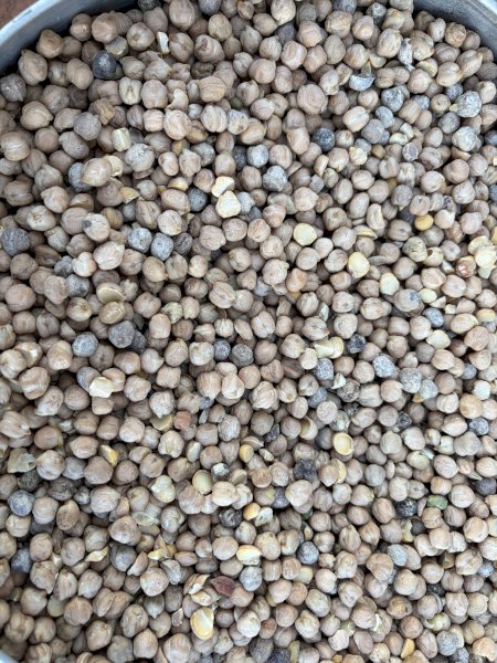 30 mt Kabuli Chickpea Gradings