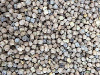 30 mt Kabuli Chickpea Gradings