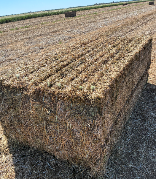 150mt Vetch Hay 650kg 8x4x3 Bales (New Season)