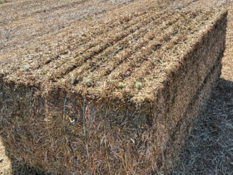 150mt Vetch Hay 650kg 8x4x3 Bales (New Season)