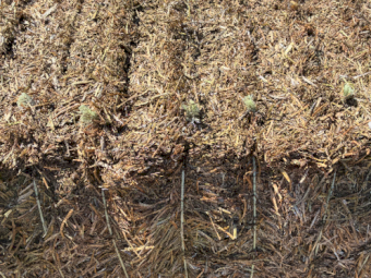 150mt Vetch Hay 650kg 8x4x3 Bales (New Season)