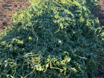 150mt Vetch Hay 8x4x3 Bales (New Seasons)
