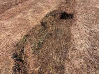 150mt Vetch Hay 8x4x3 Bales (New Seasons)