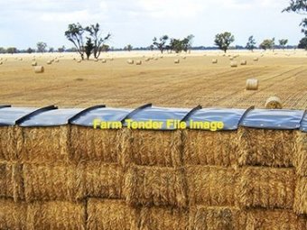 300mt Barley Straw 480-500kg 8x4x3 Bales