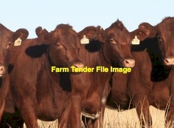 WANTED Cows with Calf
