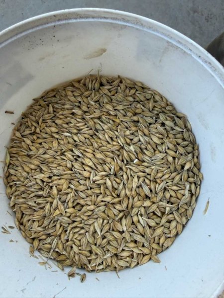 50MT Zena Bar2/3 Barley