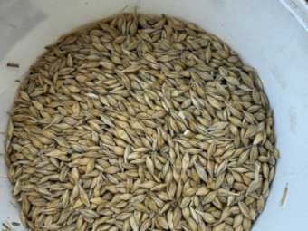 50MT Zena Bar2/3 Barley