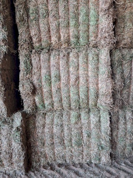 New Season (26/27) Vetch Hay 8x4x3 Bales