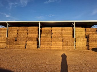 New Season (26/27) Vetch Hay 8x4x3 Bales