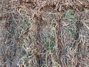New Season (26/27) Vetch Hay 8x4x3 Bales