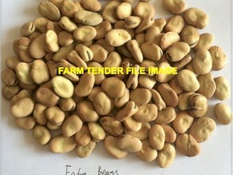 44mt Faba Beans FAB1